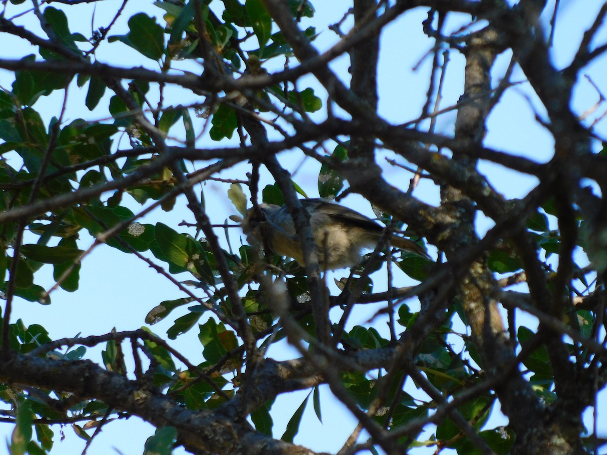 Oak Titmouse - ML454546461