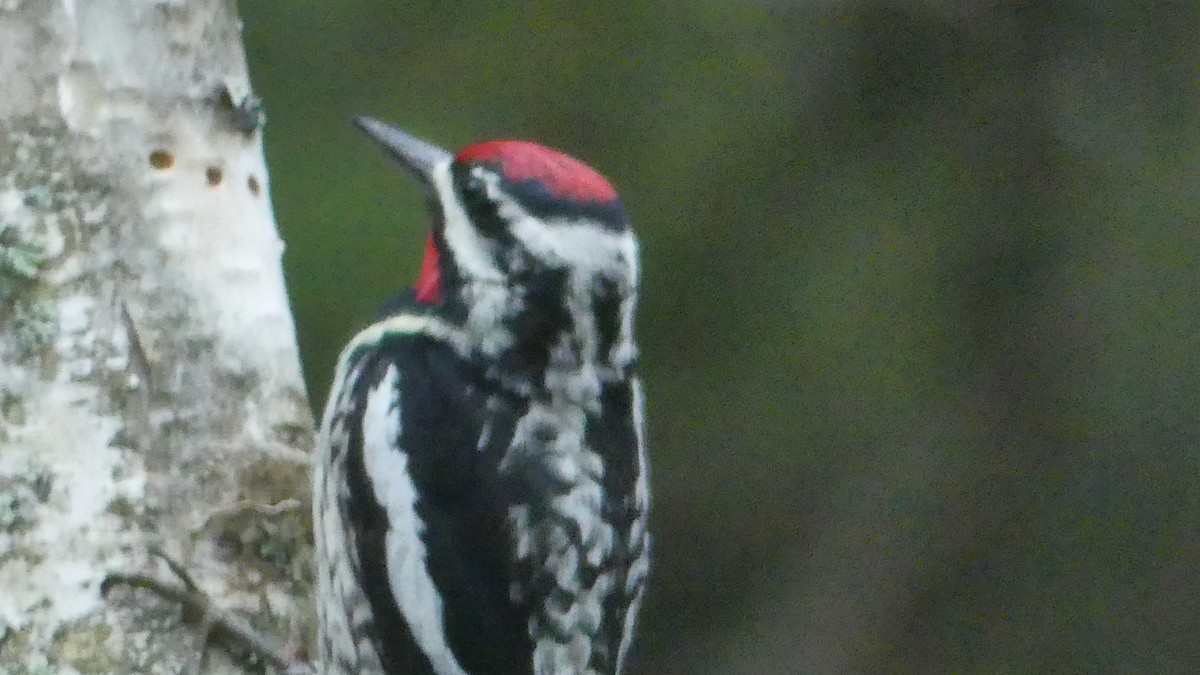 Yellow-bellied Sapsucker - ML454546671