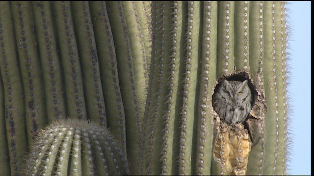 Western Screech-Owl (Northern) - ML454547