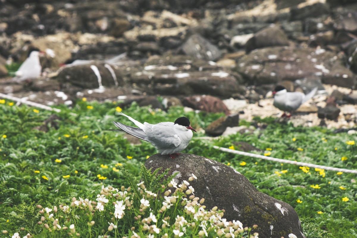 Arctic Tern - James Moreland
