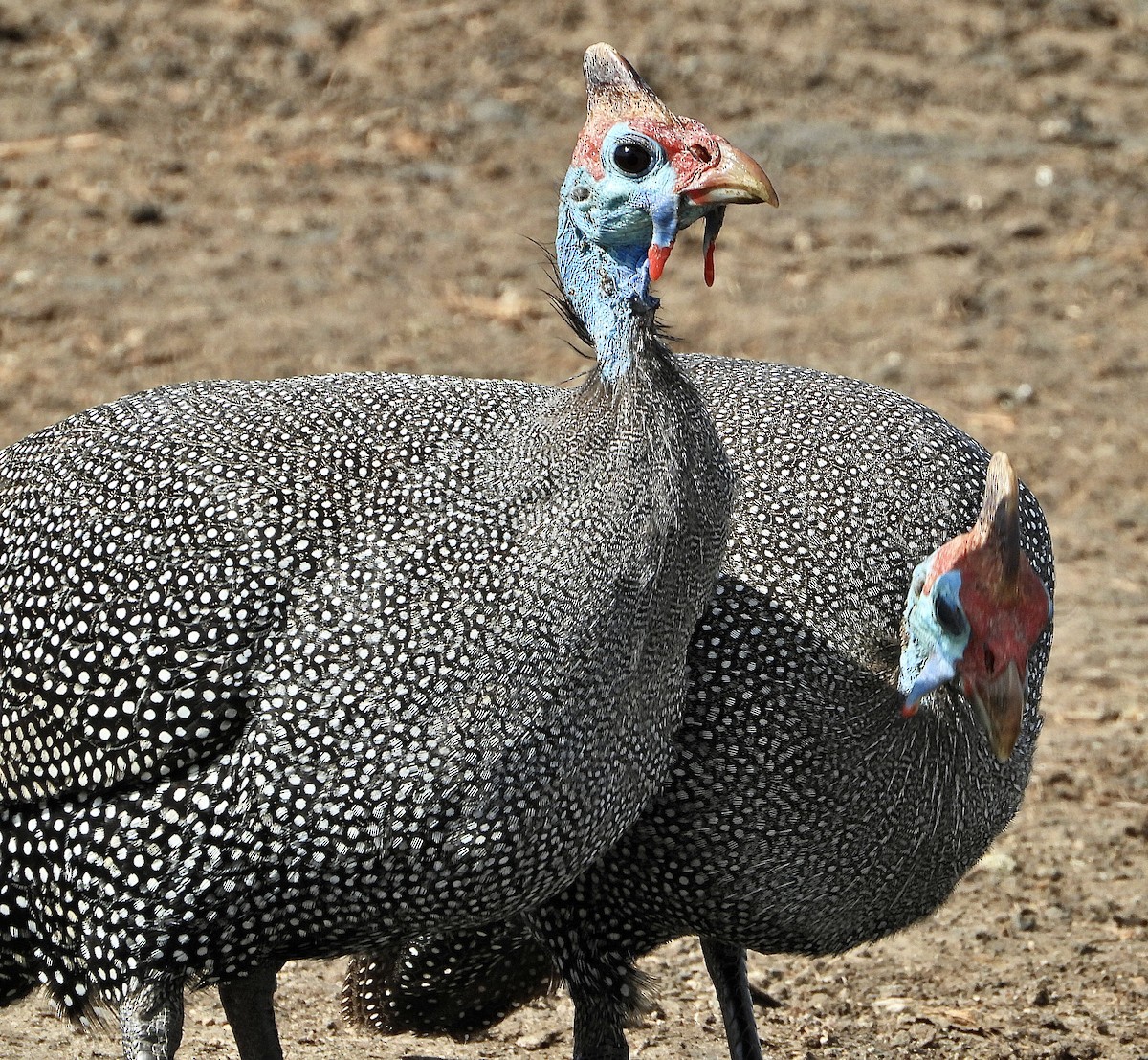 Helmeted Guineafowl - ML454548321
