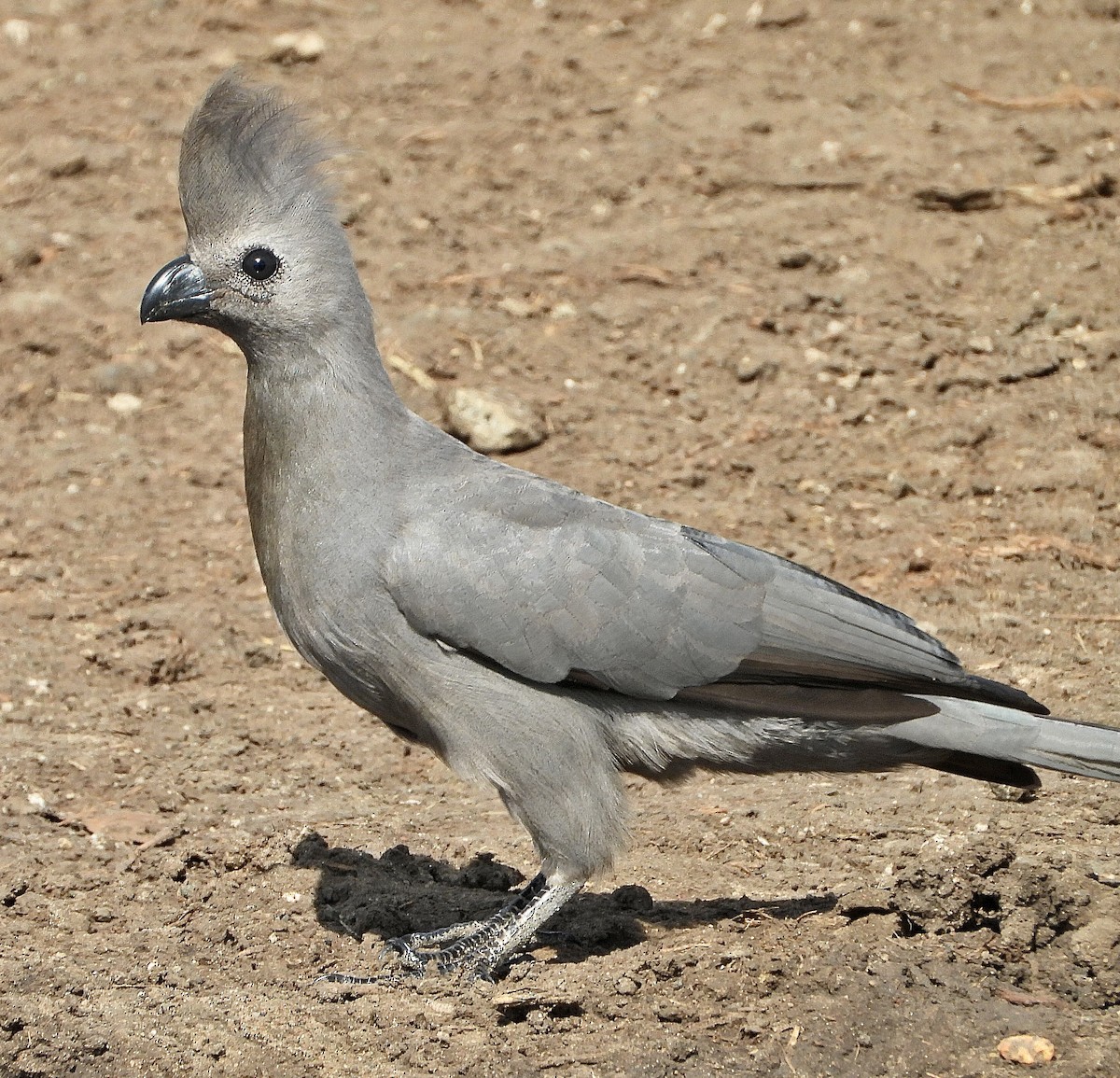 Gray Go-away-bird - ML454548441