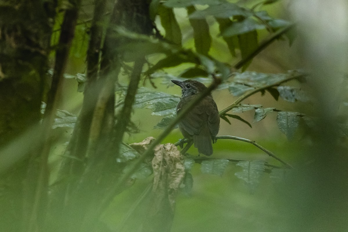 Rufous-backed Stipplethroat (Yasuni) - ML454548511