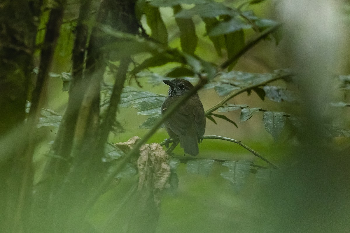 Rufous-backed Stipplethroat (Yasuni) - ML454548531