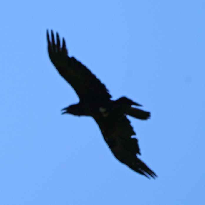 Common Raven - ML454548811