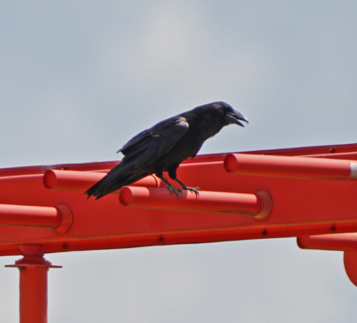 Common Raven - ML454548821