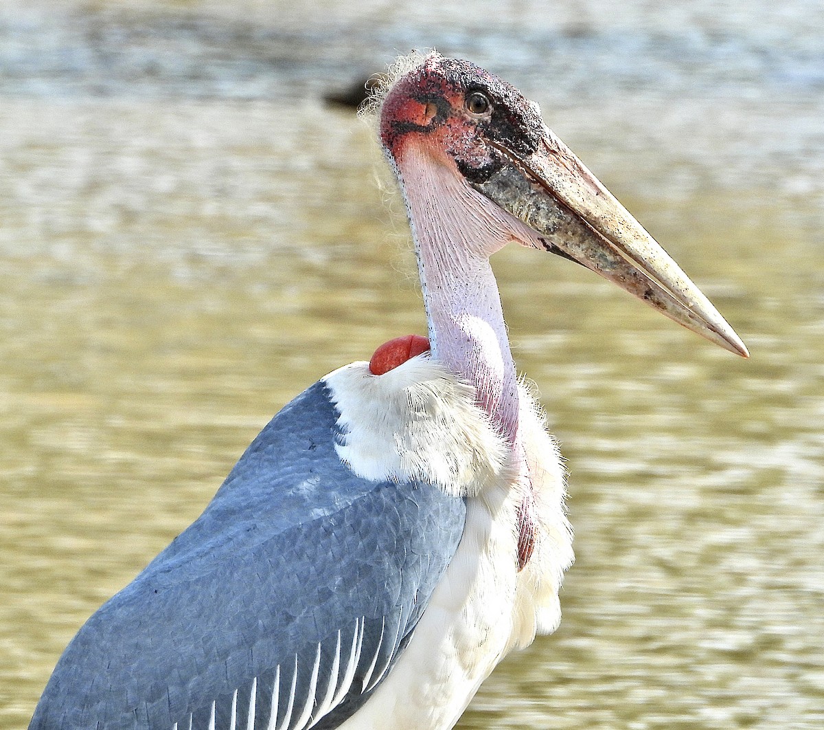 Marabou Stork - ML454548841
