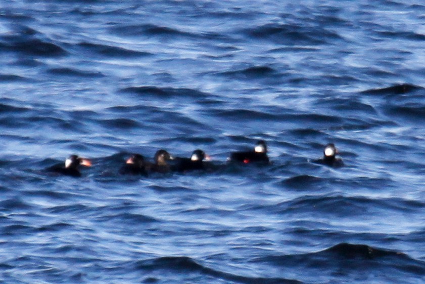 Surf Scoter - ML454548991