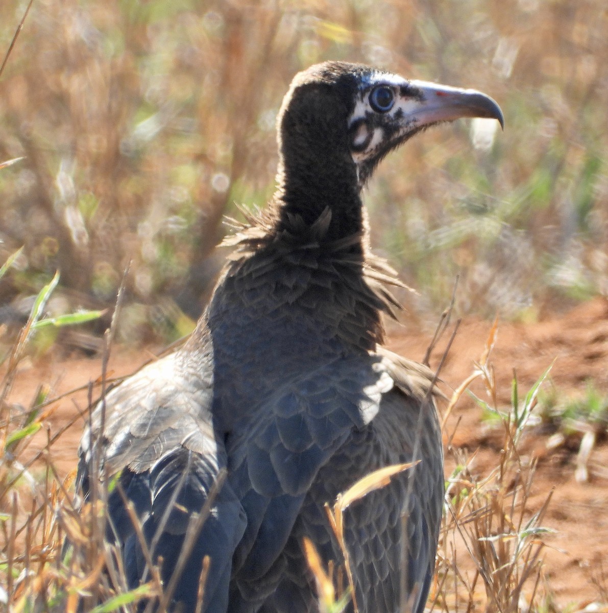 Hooded Vulture - ML454549001