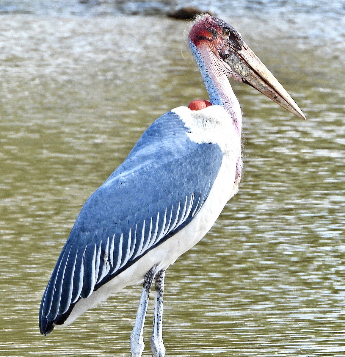 Marabou Stork - ML454549021
