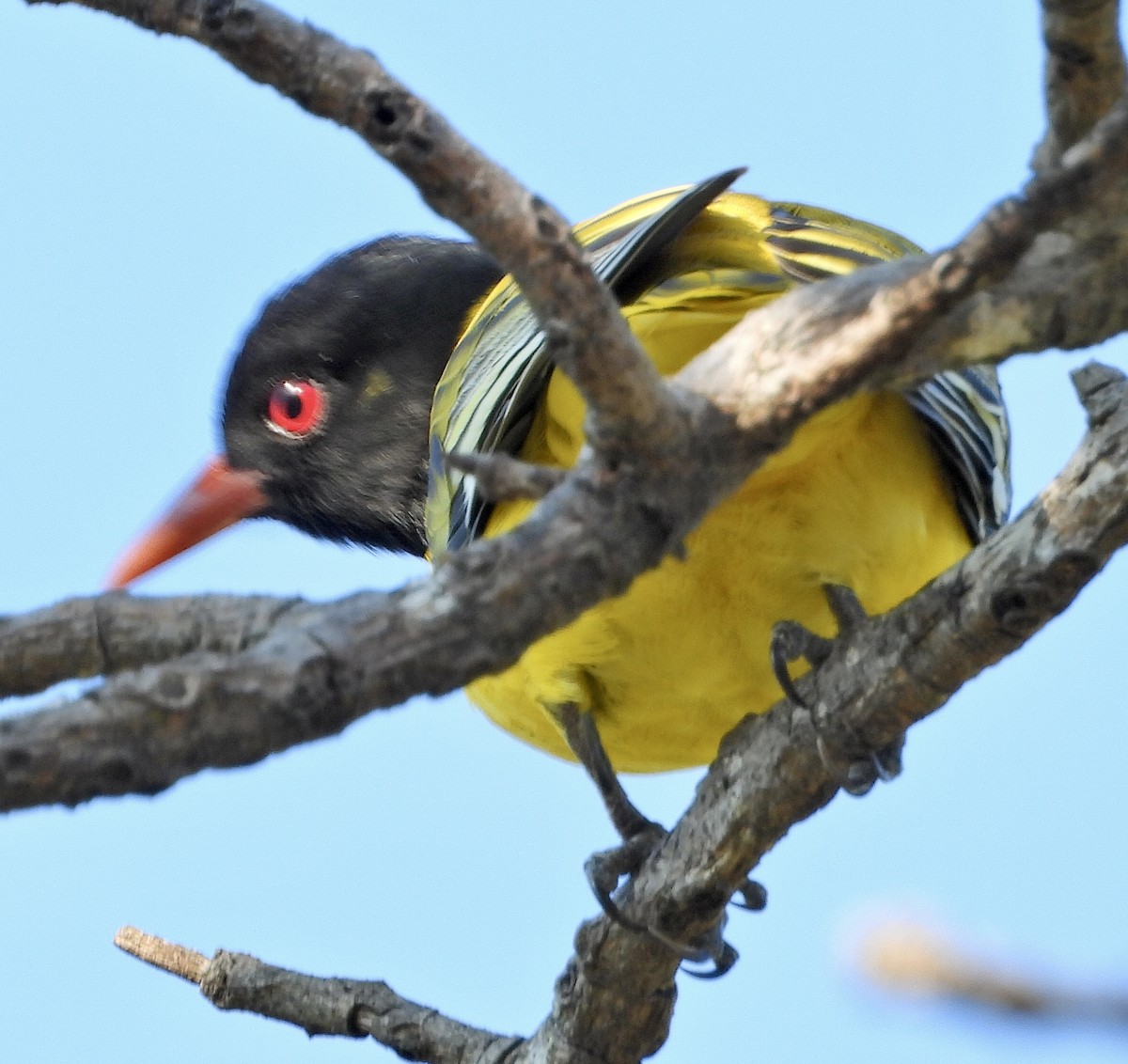 African Black-headed Oriole - ML454549131