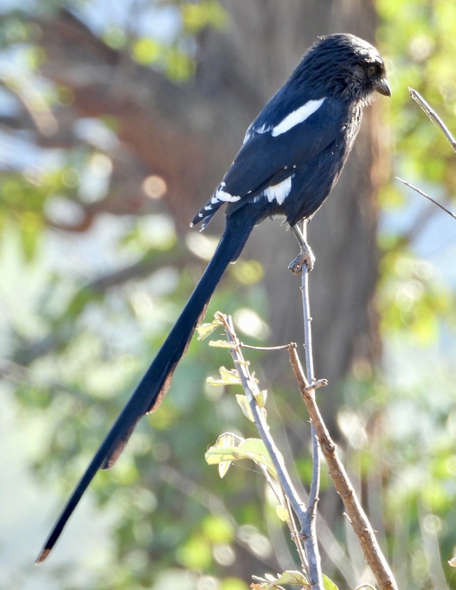 Magpie Shrike - ML454549271