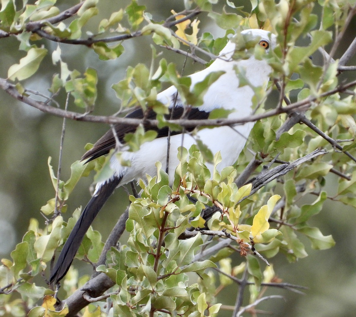 Southern Pied-Babbler - ML454549491