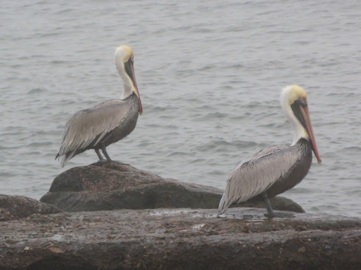 Brown Pelican - Aaron Boone