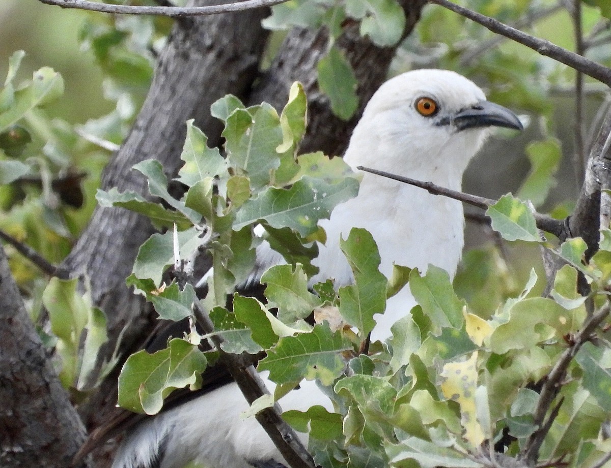 Southern Pied-Babbler - ML454549721
