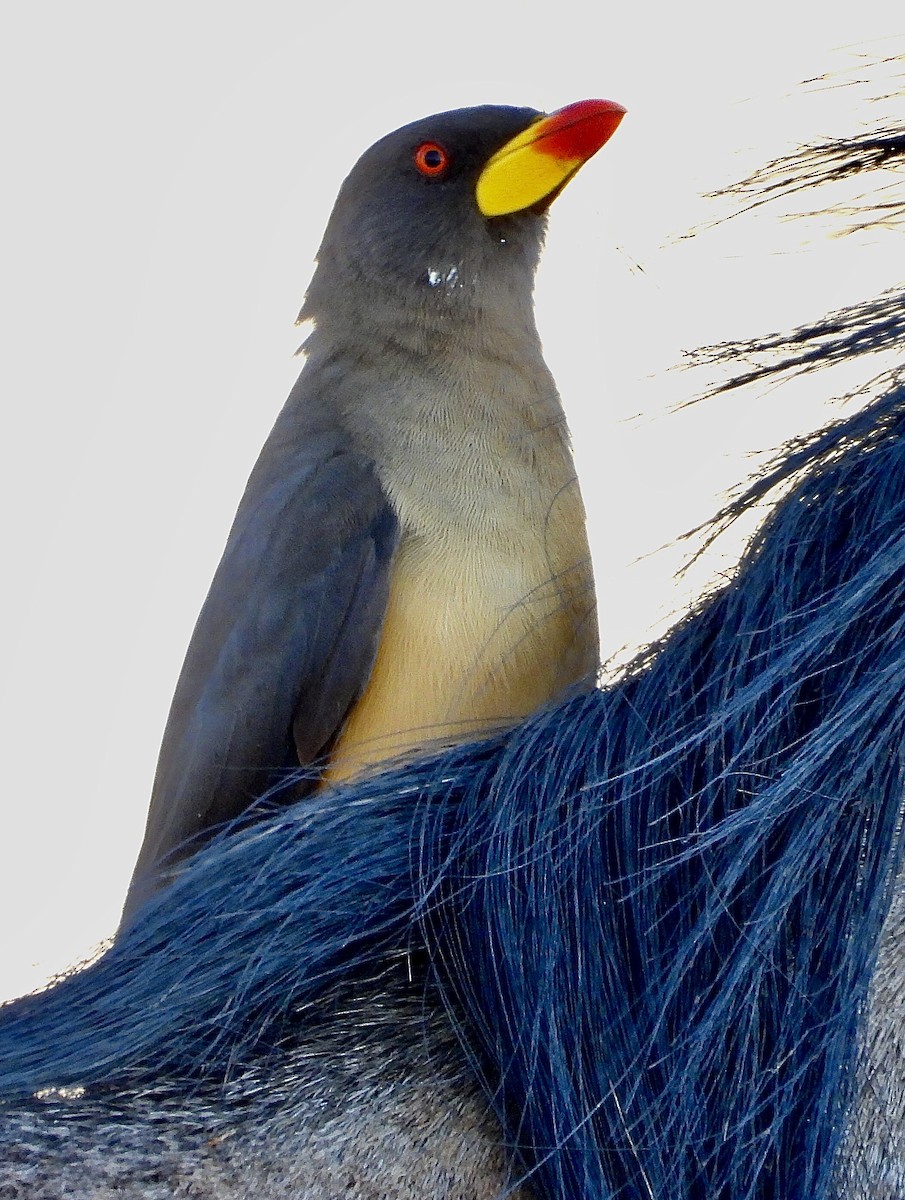 Yellow-billed Oxpecker - ML454549811