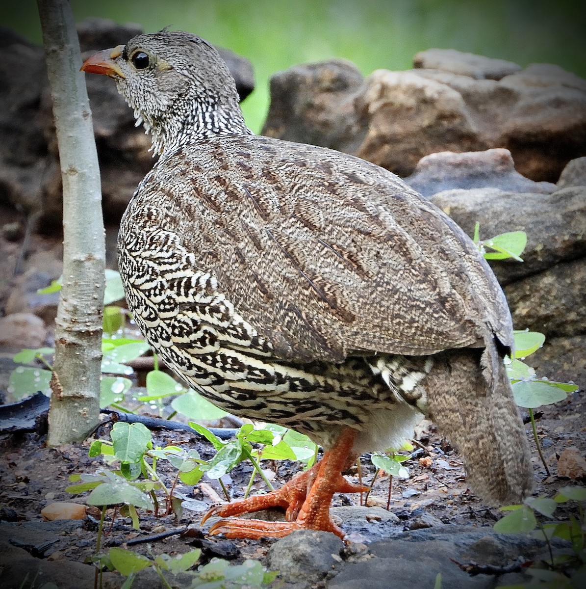 Natal Spurfowl - ML454550511