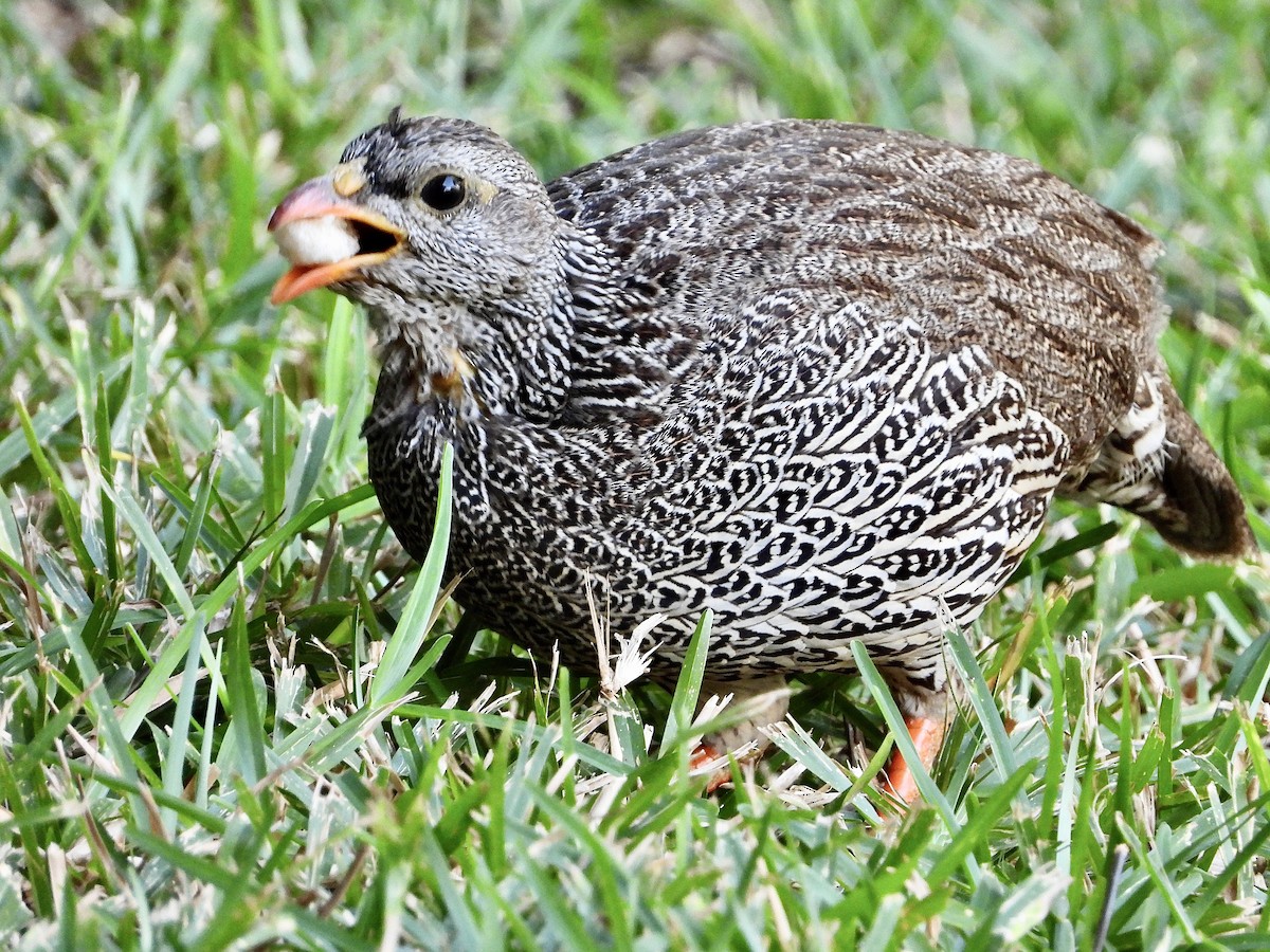 Natal Spurfowl - Dean Martin