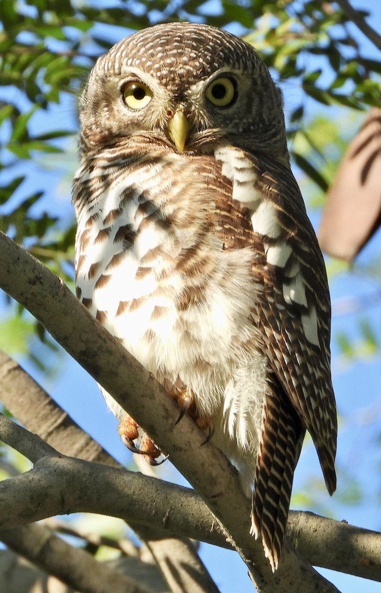 African Barred Owlet - ML454550641