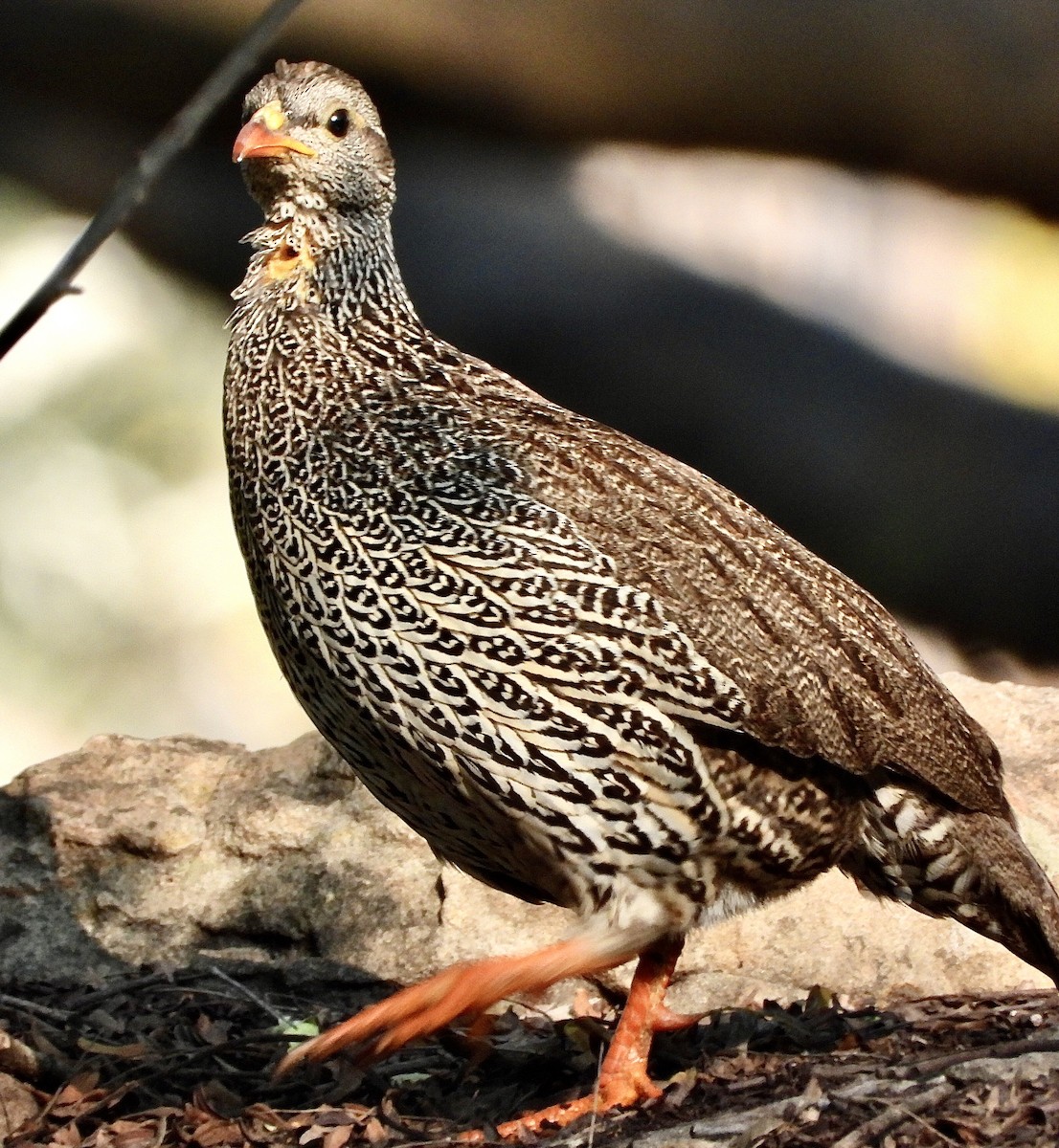 Natal Spurfowl - ML454550771