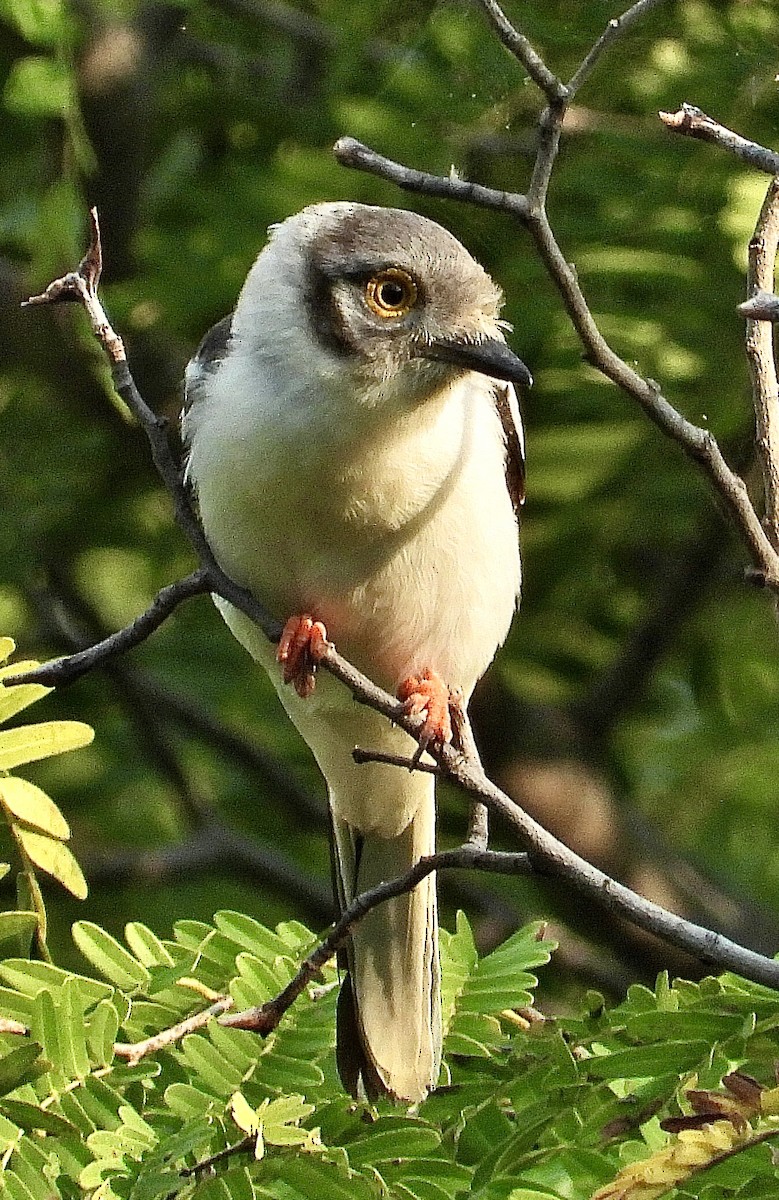 White-crested Helmetshrike - ML454550791