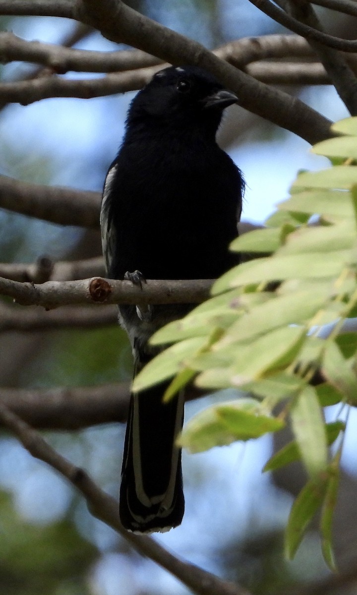 Southern Black-Tit - ML454550921