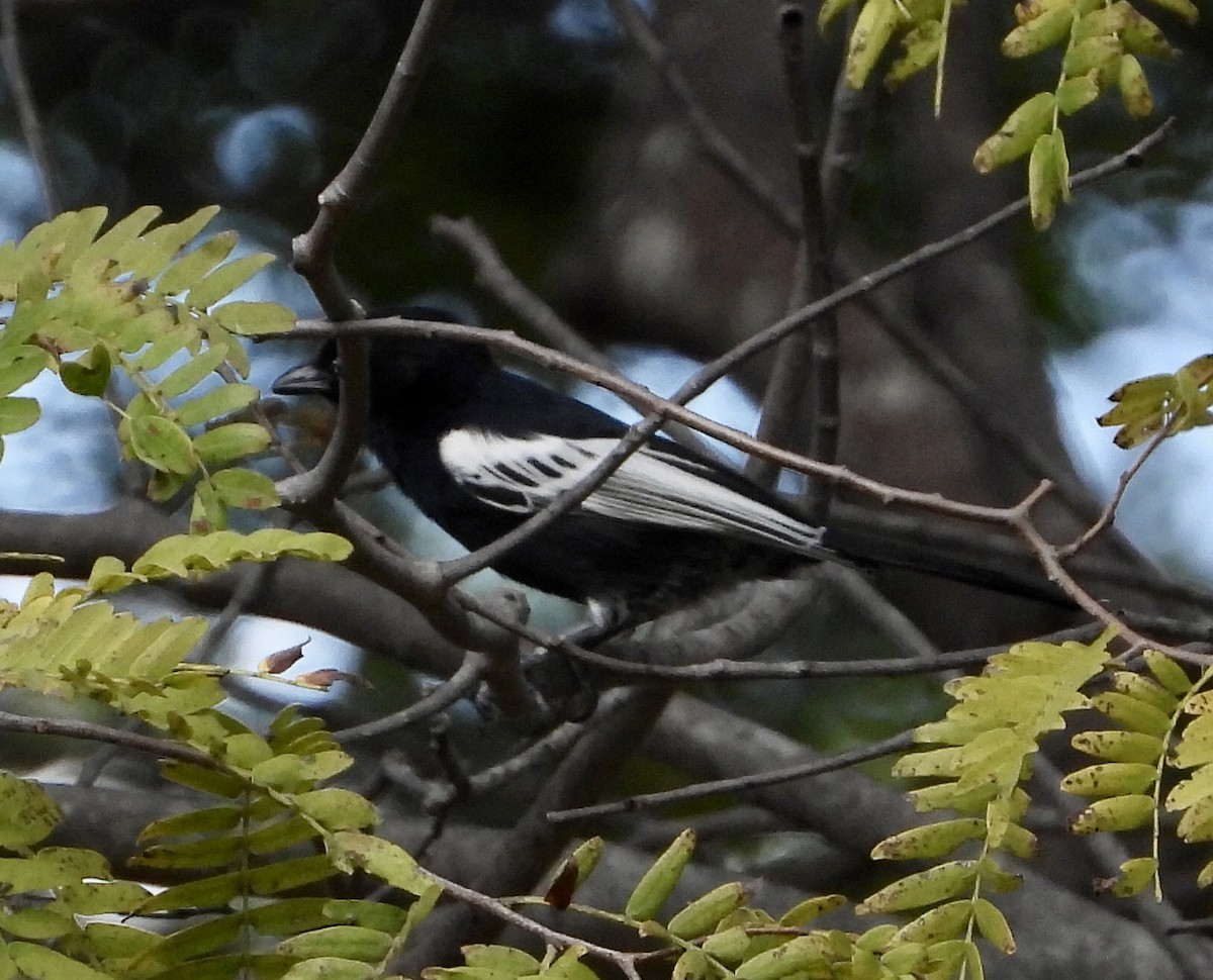 Southern Black-Tit - ML454550931