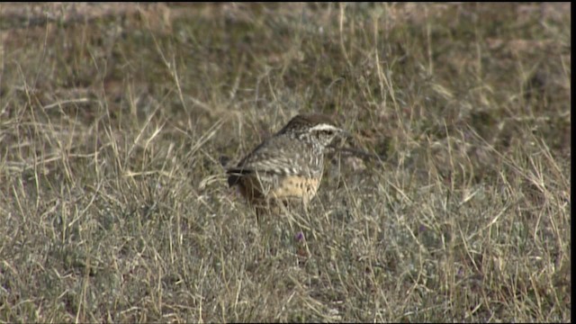 Cactus Wren - ML454551