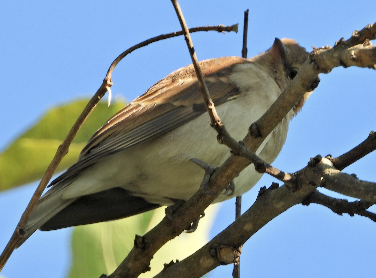 African Penduline-Tit - ML454551101