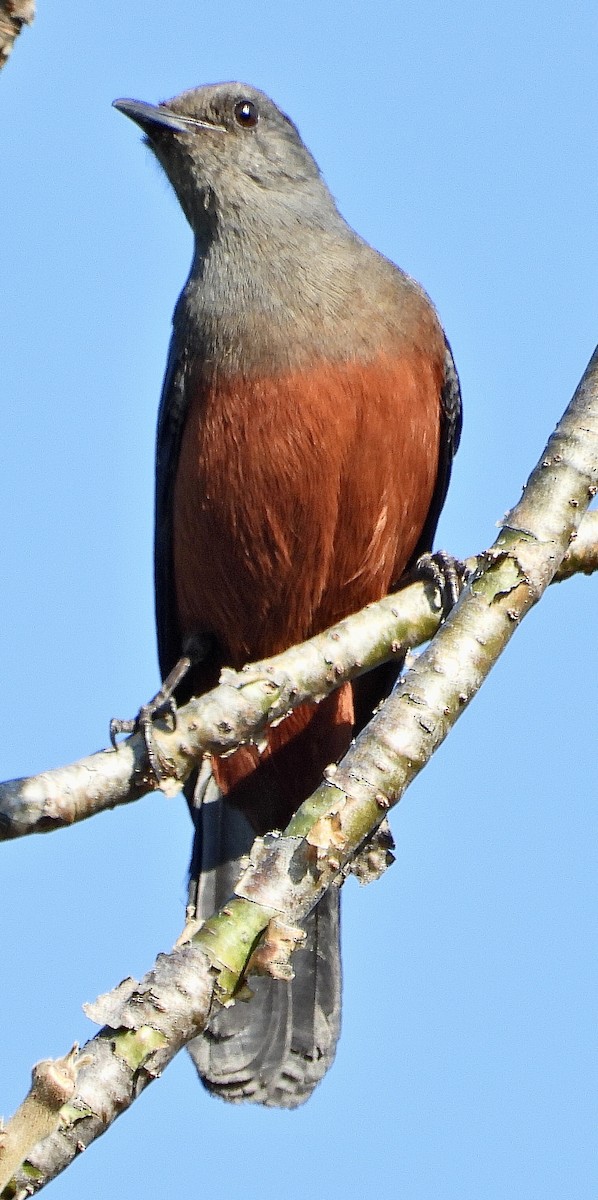 Mocking Cliff-Chat - ML454551141