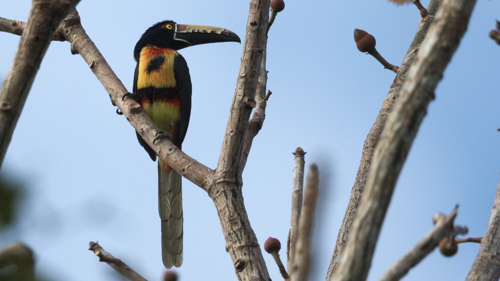 Collared Aracari - ML45455191