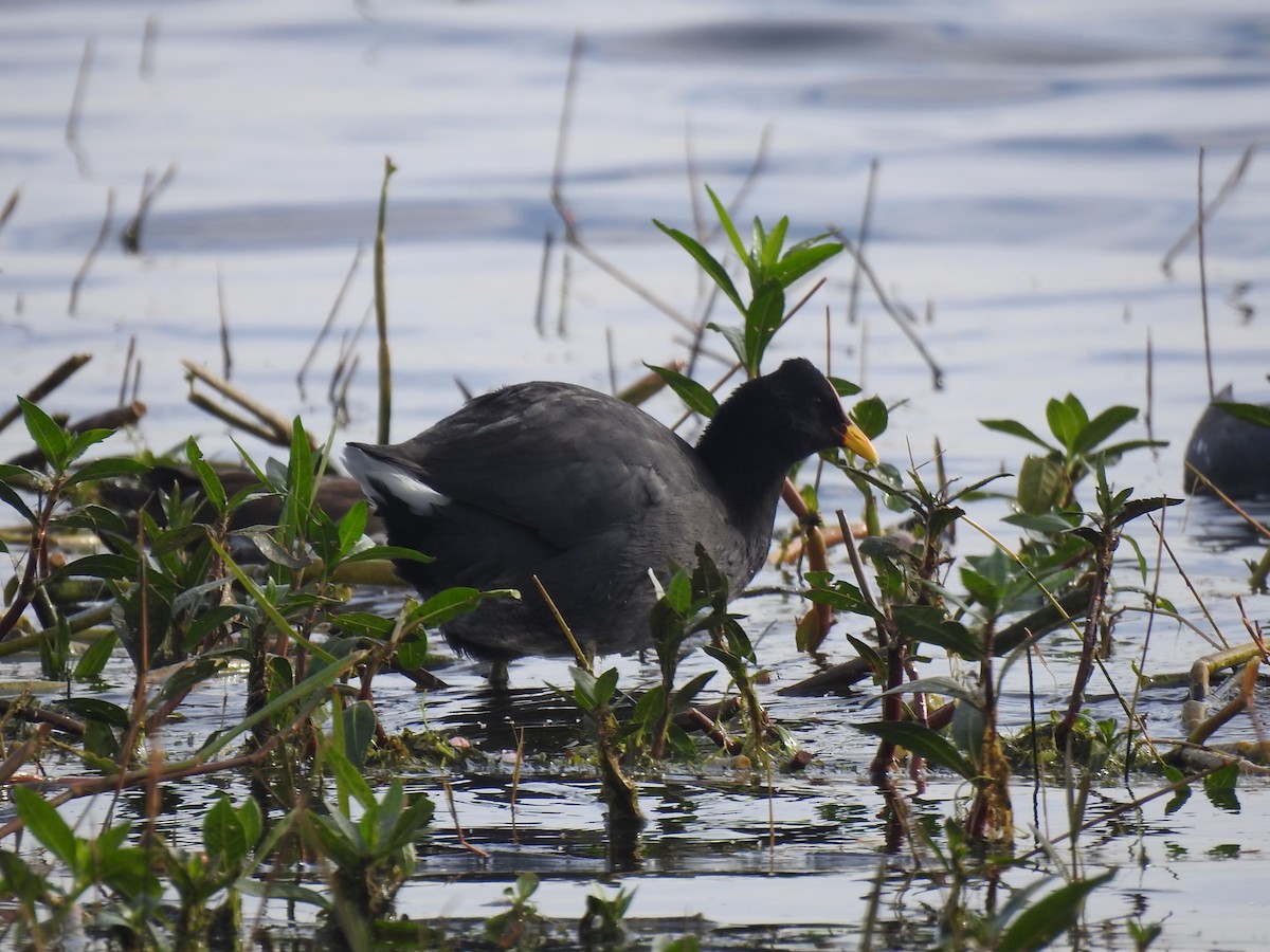 Red-fronted Coot - ML454553841