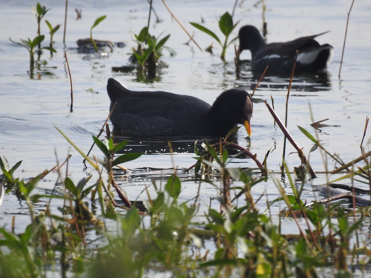 Red-fronted Coot - ML454553851