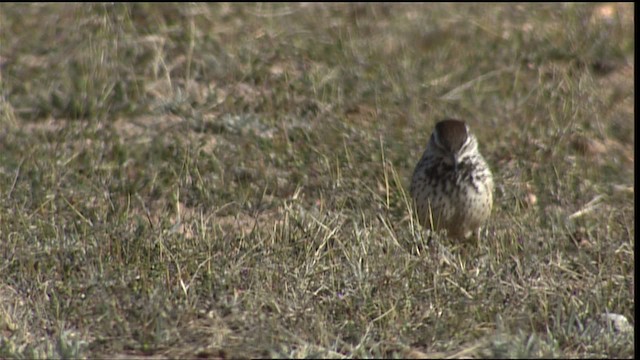 Cactus Wren - ML454554