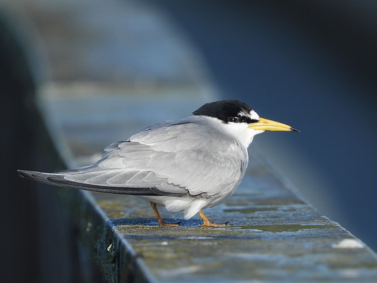 Least Tern - Long-eared Owl