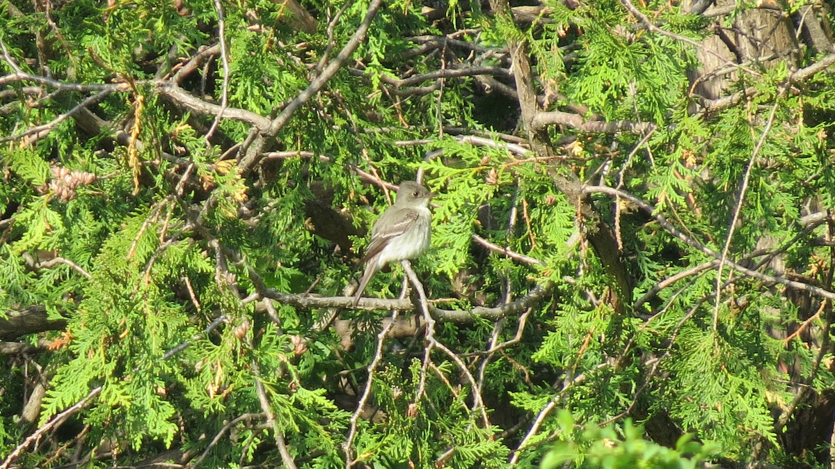 Alder Flycatcher - ML454554521