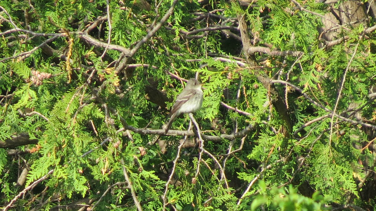 Alder Flycatcher - ML454554561