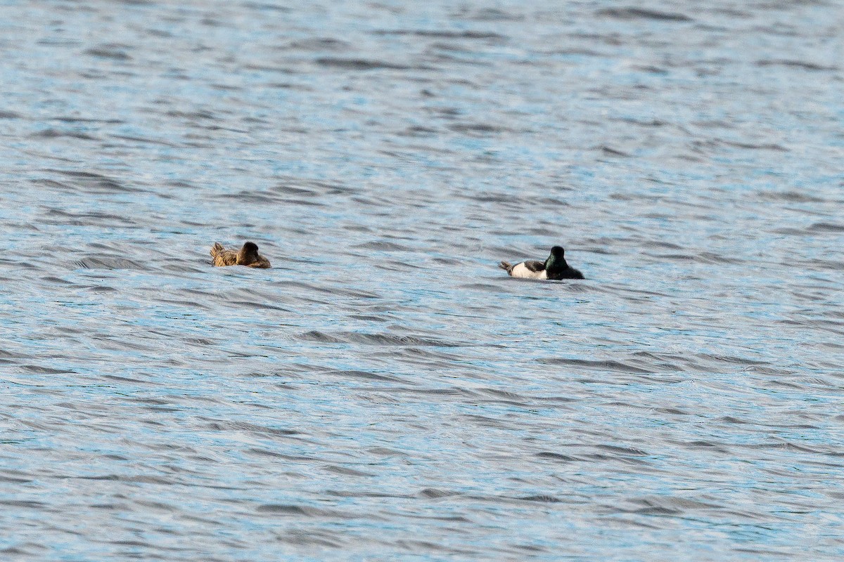 Ring-necked Duck - Richard Stern