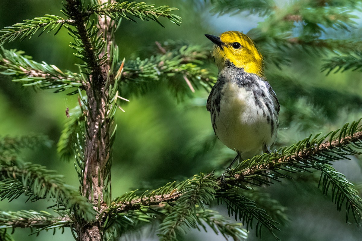 Black-throated Green Warbler - Richard Stern