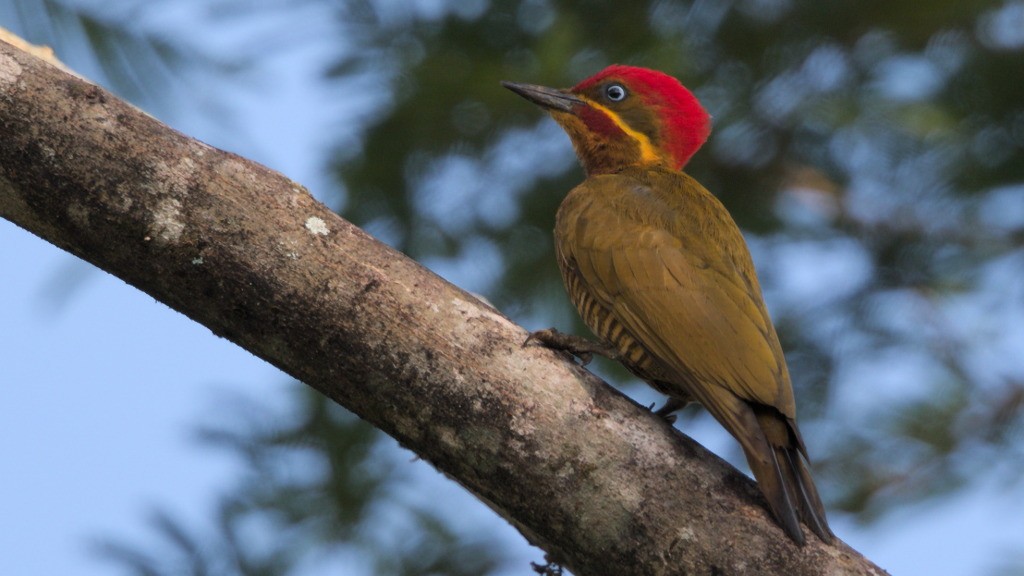 Golden-green Woodpecker - ML45455661