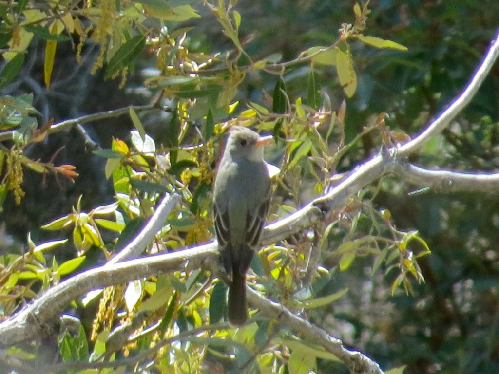 Greater Pewee - ML45455671