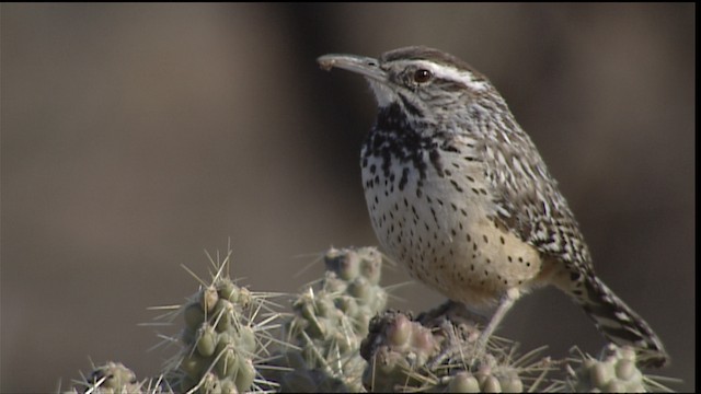 Cactus Wren - ML454558