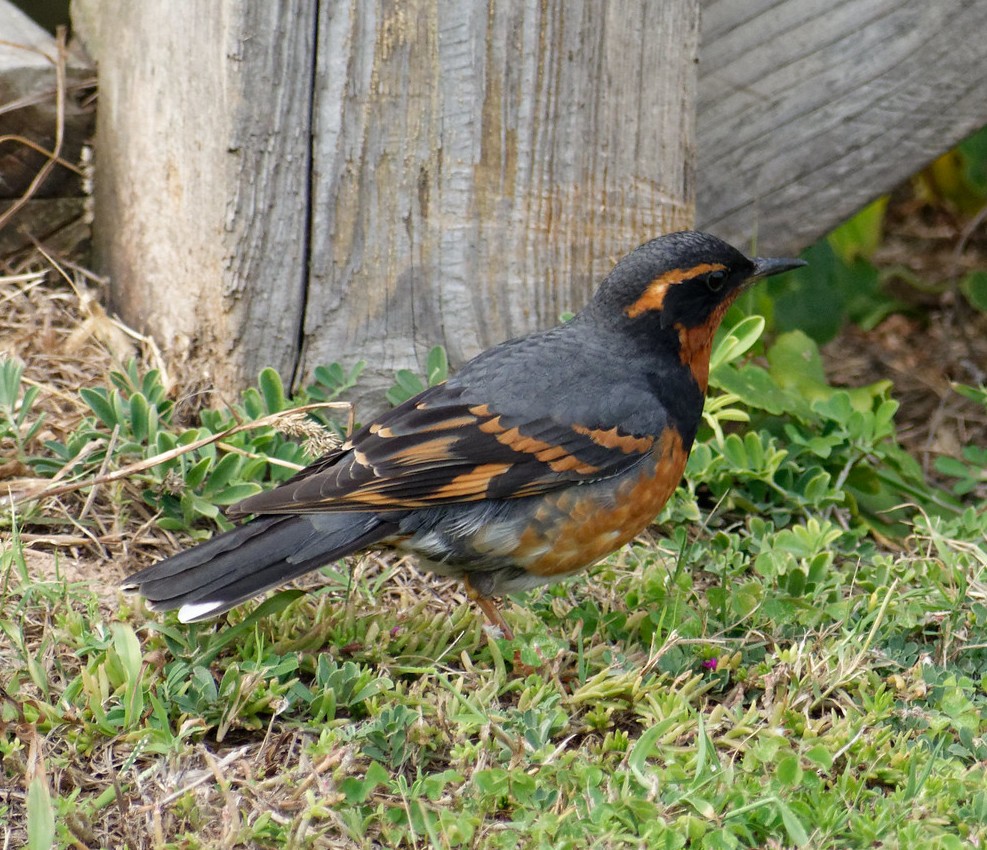 Varied Thrush - Mary Halligan