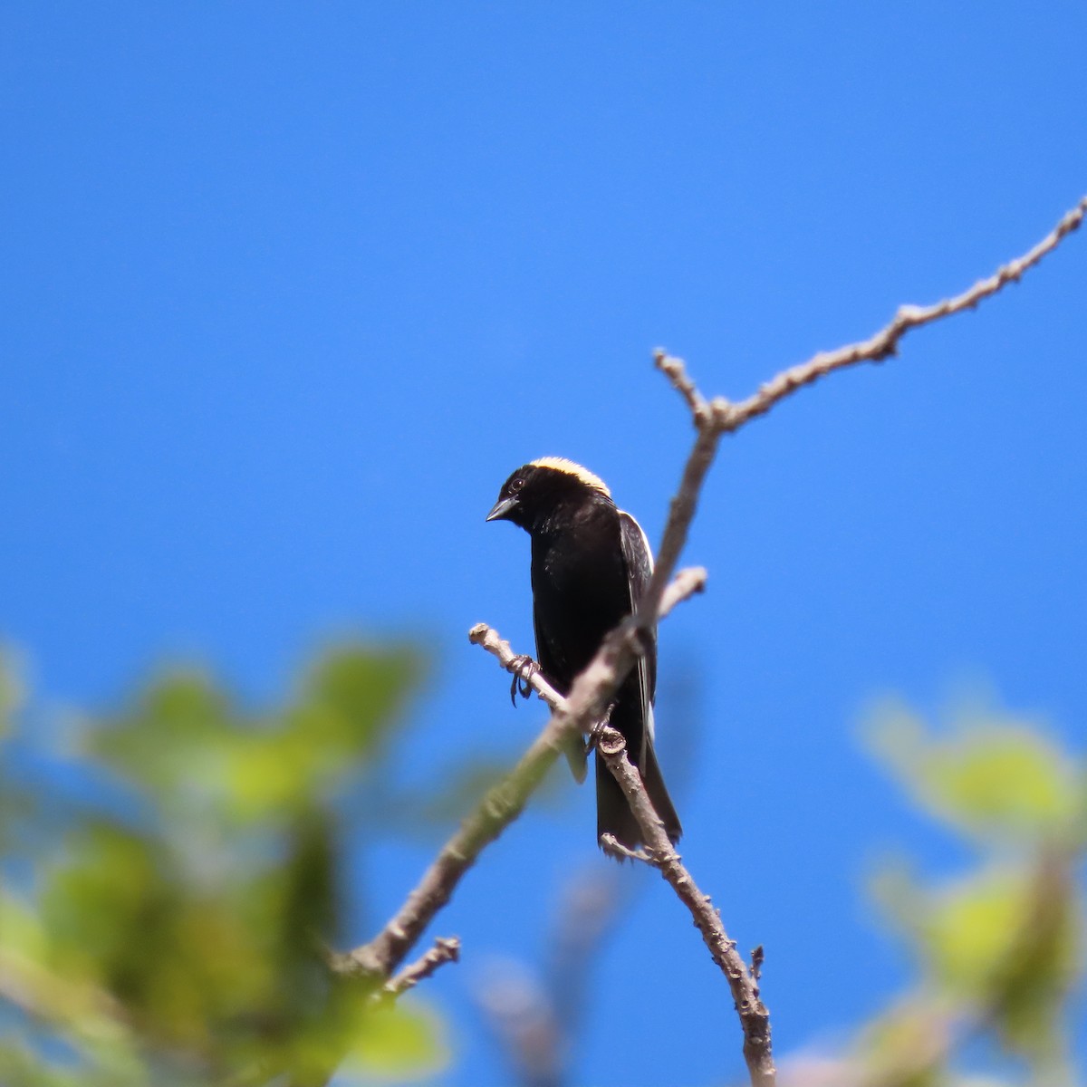 Bobolink - ML454560031