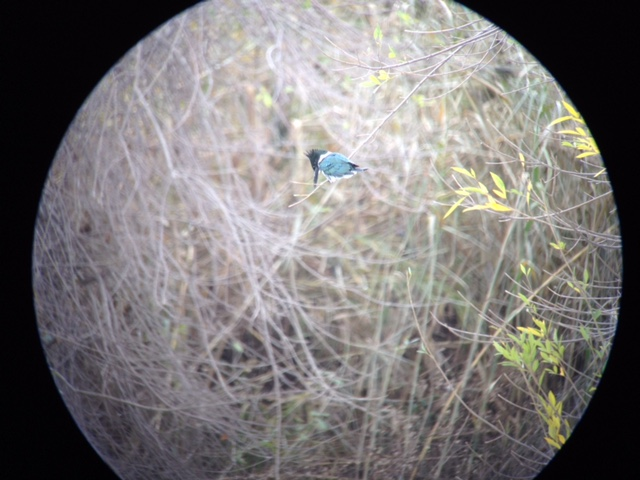 Amazon Kingfisher - ML45456331