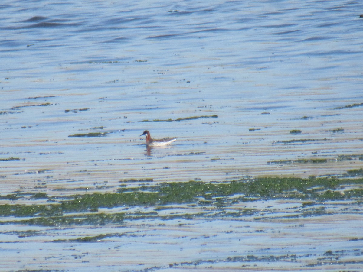 Red-necked Phalarope - ML454564071