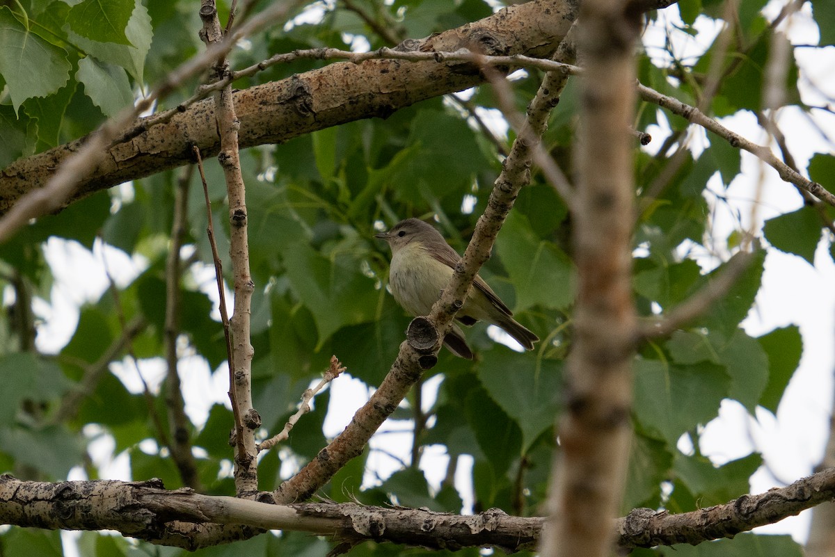 Warbling Vireo - ML454564881