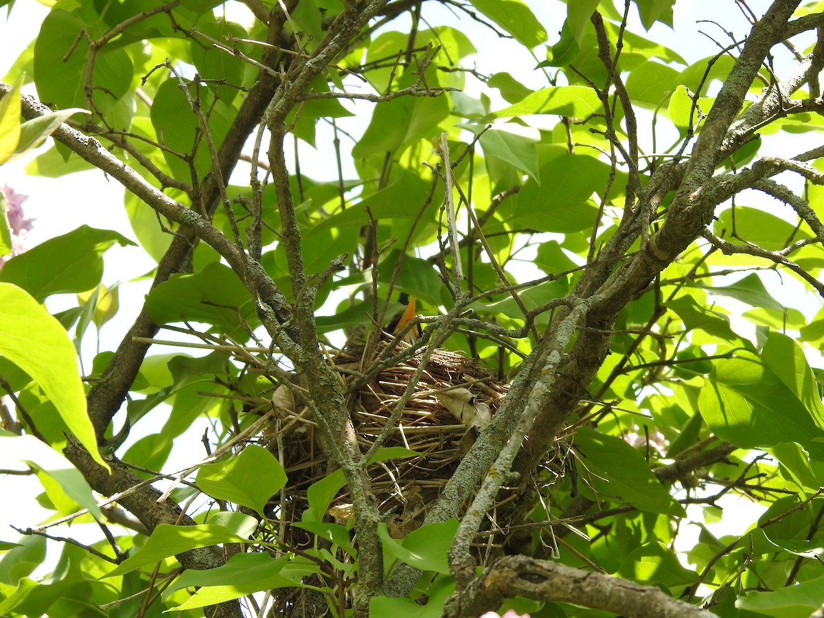 American Robin - ML454566061