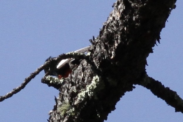 Painted Redstart - ML454566331