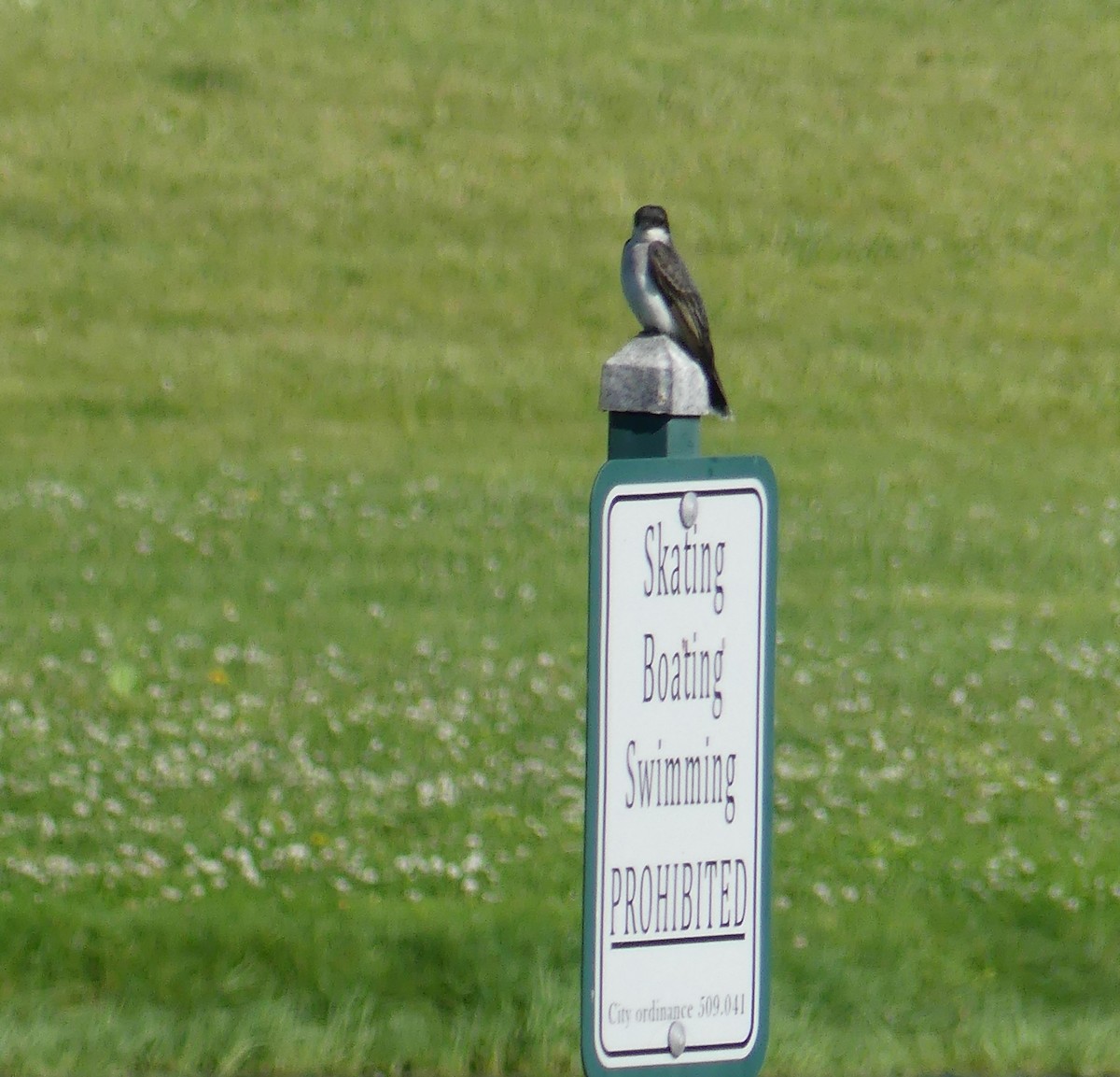 Eastern Kingbird - ML454566941